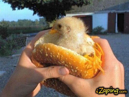 McPollo