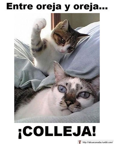 gato-coleja gato-coleja