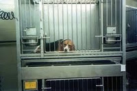 beagle jaula