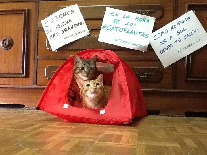 gatos