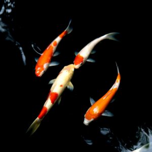 orange and white koi fish