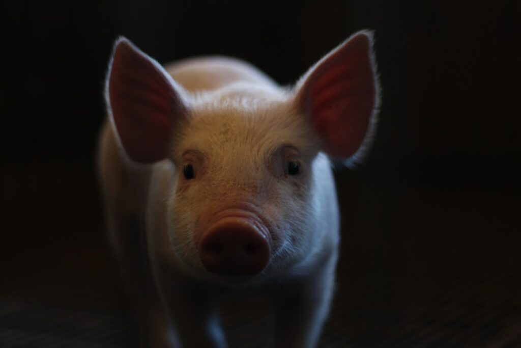 white pig on black background