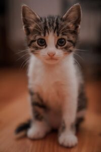 white and black cat on brown wooden table
