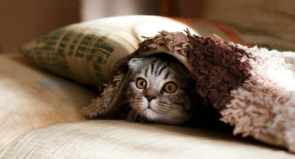 brown Scottish fold in brown thick-pile blanket