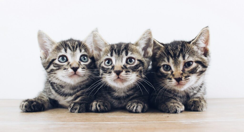 three brown tabby kitten lying on board