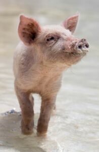 pink piglet