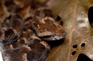 bothrops, fer-de-lance, atrox